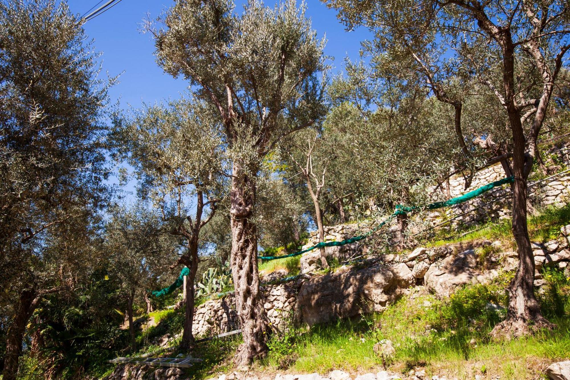 Un Paradiso A Sorrento Con Piscina Massa Lubrense Exterior foto