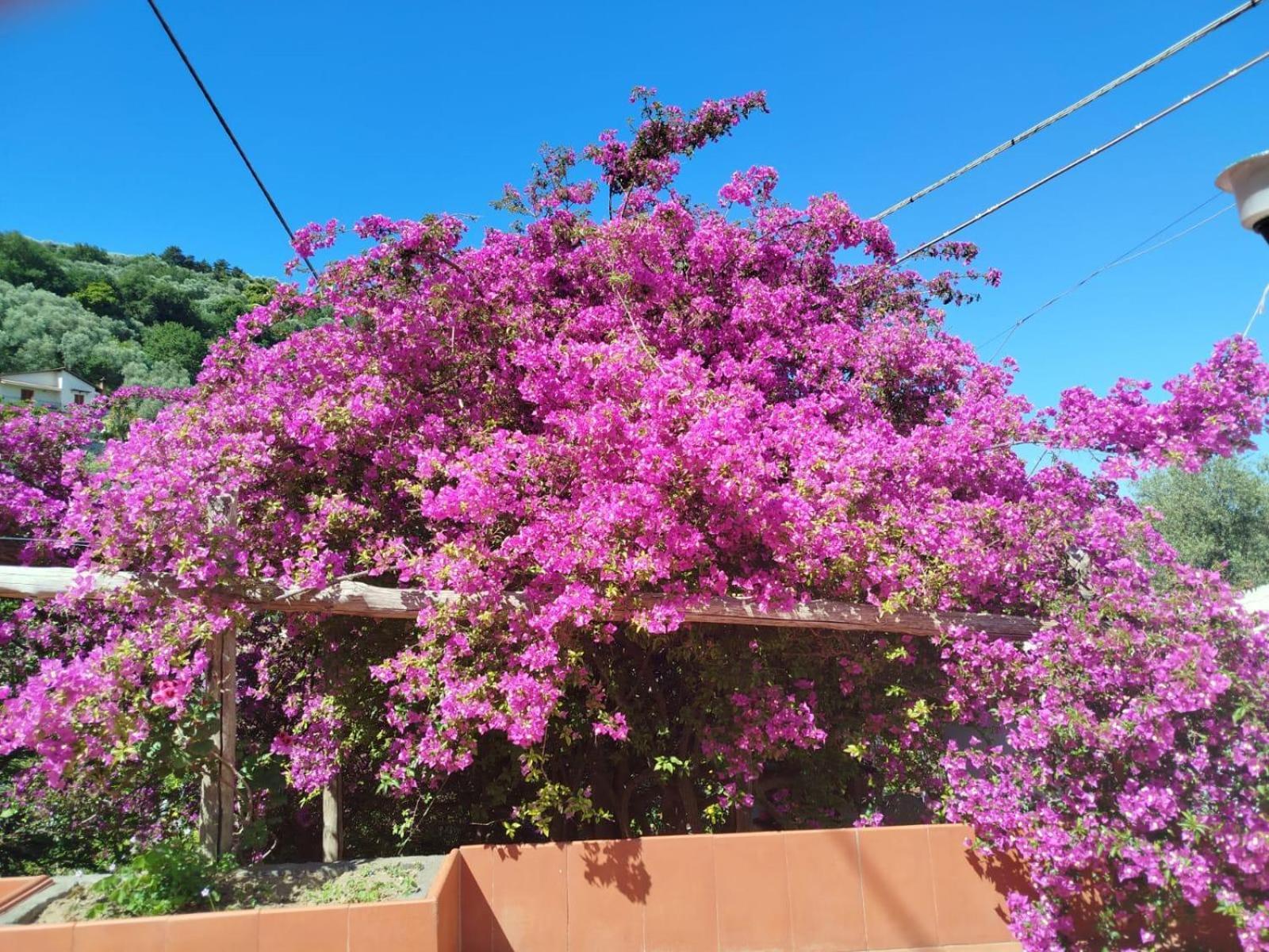 Un Paradiso A Sorrento Con Piscina Massa Lubrense Exterior foto